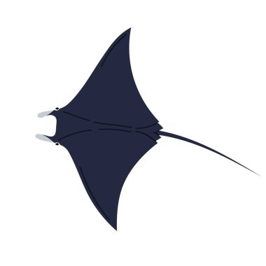 Okyanus vatozu. Beyaz arka planda izole edilmiş vatoz balığı. Denizci ya da okyanus hayvanlarının düz stili.