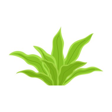 Yeşil yosun. Su altı bitkisi, bitki. Düz illüstrasyon akvaryumu, okyanus, nehir veya beyaz deniz yosunu.