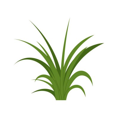 Yeşil yosun ya da çim. Su altı bitkisi, bitki. Düz çizim akvaryumu, okyanus, nehir veya beyaz arka planda göl yosunu.