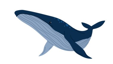 Mavi balina. Büyük okyanus balığı. Okyanus memelisi. Suda yaşayan bir hayvan. Su altı dünyası. Beyaz arka planda izole edilmiş balina.