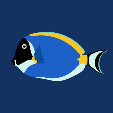 Mavi cerrah balığı. Tropik mavi balık. Resif balığı. Deniz hayvanı. Su altı yaşamı. Akvaryum.