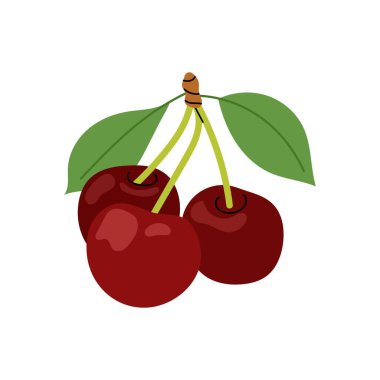 Beyaz arka planda sulu kiraz dalları. Olgun kirazlar. Kiraz çileği çizimleri. Mevsimlik meyve.