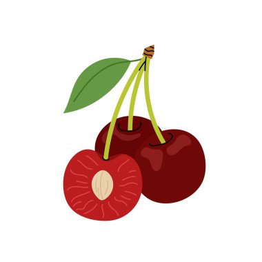 Olgun kirazlar. Kiraz çileği çizimleri. Mevsimlik meyveler. Beyaz arka planda sulu kiraz dalları.