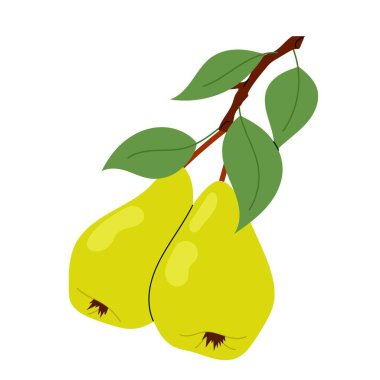 Olgun armut. Ağaç dalında yeşil yapraklı armut meyvesi tasviri. Meyveler.