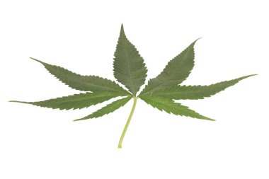 Hemp natural texture health concept isolated on white background.