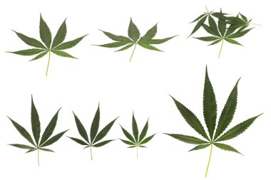 Hemp natural texture health concept isolated on white background.