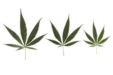 Hemp natural texture health concept isolated on white background.