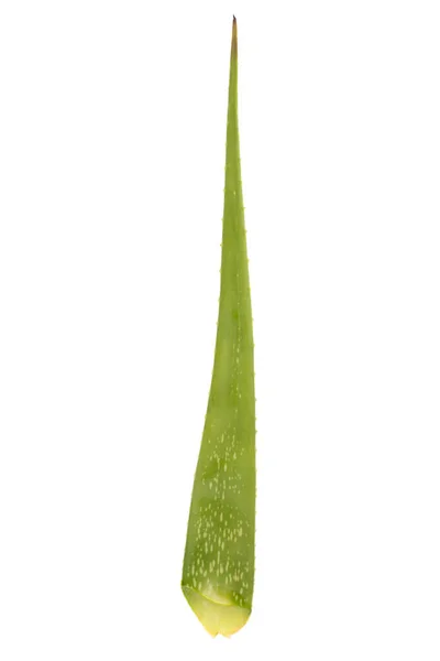 Aloe Vera Απομονωμένη Λευκό Φόντο — Φωτογραφία Αρχείου