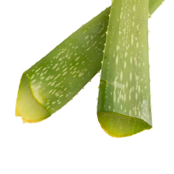 Aloes Wyizolowany Białym Tle — Zdjęcie stockowe