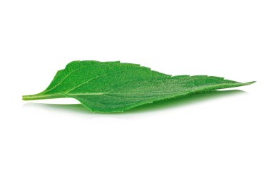 Beyaz arkaplanda izole edilmiş nane yaprakları.