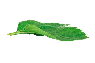 Beyaz arkaplanda izole edilmiş nane yaprakları.