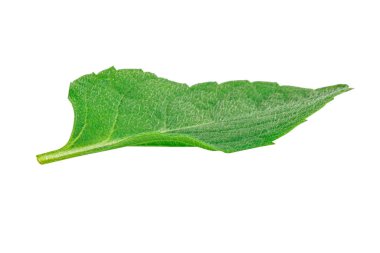 Beyaz arkaplanda izole edilmiş nane yaprakları.