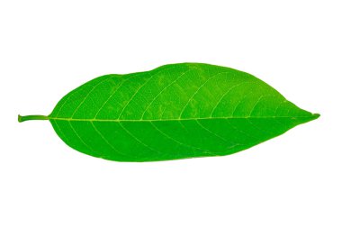 Beyaz arkaplanda izole edilmiş yapraklar.