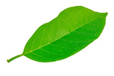 Beyaz arkaplanda izole edilmiş yapraklar.