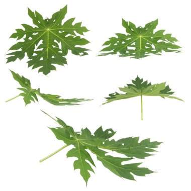 Yaprak koleksiyonu beyaz arkaplanda izole edildi.