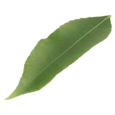 Yaprak koleksiyonu beyaz arkaplanda izole edildi.