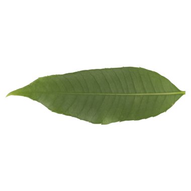 Yaprak koleksiyonu beyaz arkaplanda izole edildi.