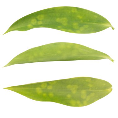 Yaprak koleksiyonu beyaz arkaplanda izole edildi.