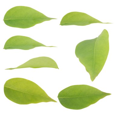 Yaprak koleksiyonu beyaz arkaplanda izole edildi.