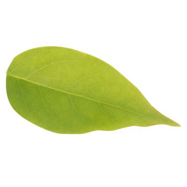 Yaprak koleksiyonu beyaz arkaplanda izole edildi.