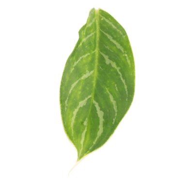 Yaprak koleksiyonu beyaz arkaplanda izole edildi.