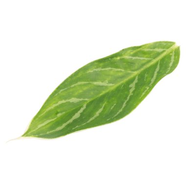 Yaprak koleksiyonu beyaz arkaplanda izole edildi.