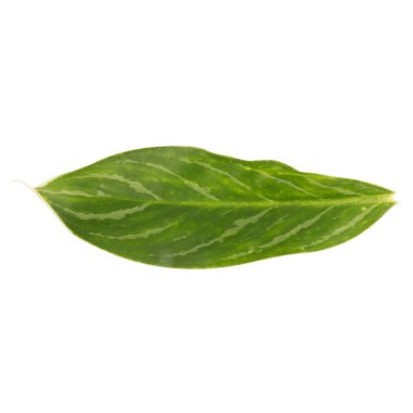 Yaprak koleksiyonu beyaz arkaplanda izole edildi.