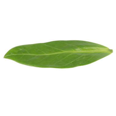 Yaprak koleksiyonu beyaz arkaplanda izole edildi.