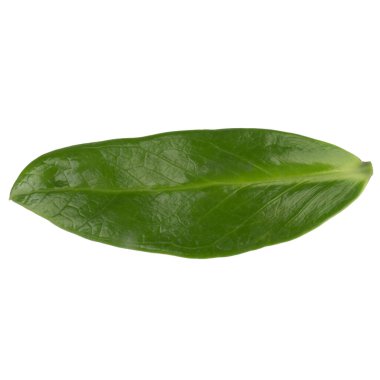 Yaprak koleksiyonu beyaz arkaplanda izole edildi.