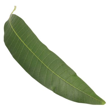 Yaprak koleksiyonu beyaz arkaplanda izole edildi.