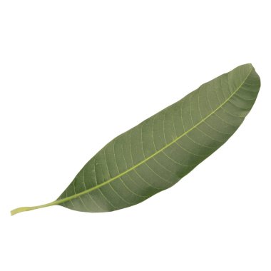 Yaprak koleksiyonu beyaz arkaplanda izole edildi.