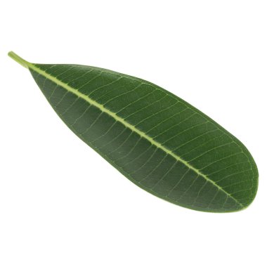 Yaprak koleksiyonu beyaz arkaplanda izole edildi.