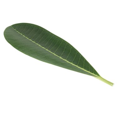 Yaprak koleksiyonu beyaz arkaplanda izole edildi.