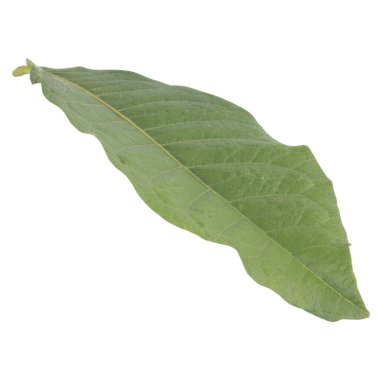 Yaprak koleksiyonu beyaz arkaplanda izole edildi.