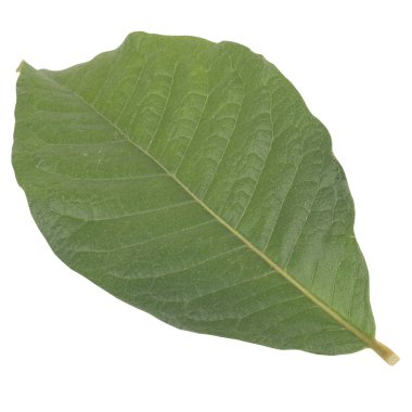 Yaprak koleksiyonu beyaz arkaplanda izole edildi.