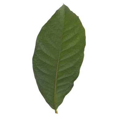 Yaprak koleksiyonu beyaz arkaplanda izole edildi.