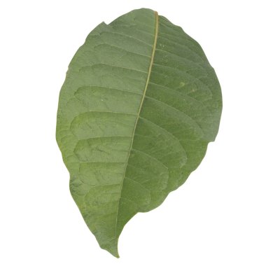 Yaprak koleksiyonu beyaz arkaplanda izole edildi.