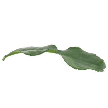 Kaffir kireç kolleksiyonu beyaz arkaplanda izole.