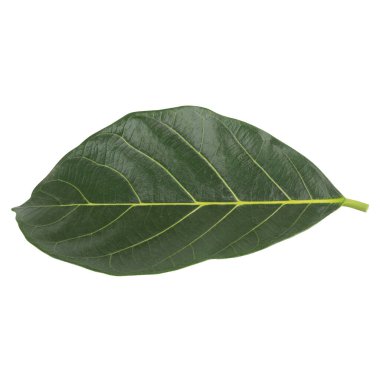 Yaprak koleksiyonu beyaz arkaplanda izole edildi.