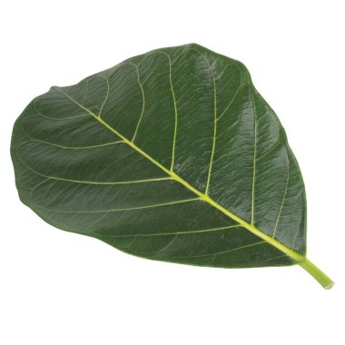 Yaprak koleksiyonu beyaz arkaplanda izole edildi.