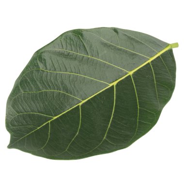 Yaprak koleksiyonu beyaz arkaplanda izole edildi.