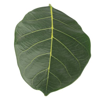 Yaprak koleksiyonu beyaz arkaplanda izole edildi.