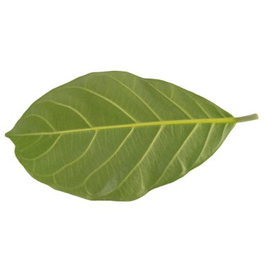 Yaprak koleksiyonu beyaz arkaplanda izole edildi.