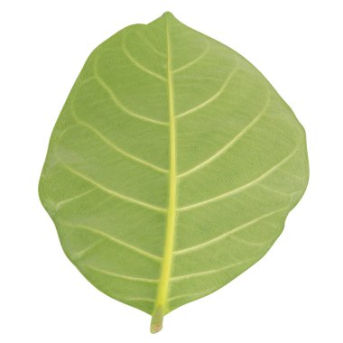 Yaprak koleksiyonu beyaz arkaplanda izole edildi.