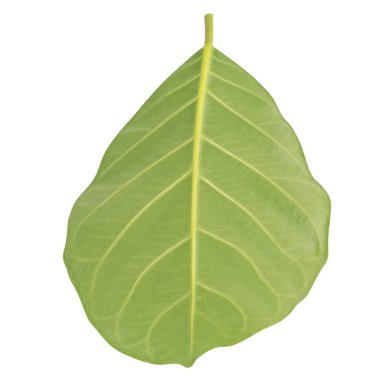 Yaprak koleksiyonu beyaz arkaplanda izole edildi.