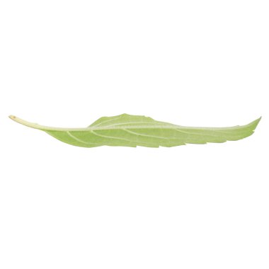 Yaprak koleksiyonu beyaz arkaplanda izole edildi.