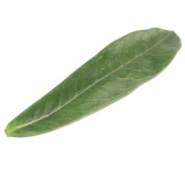 Yaprak koleksiyonu beyaz arkaplanda izole edildi.