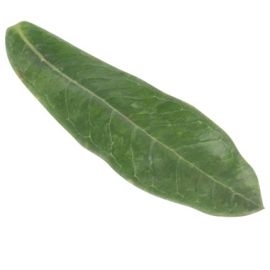 Yaprak koleksiyonu beyaz arkaplanda izole edildi.