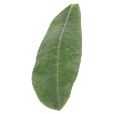 Yaprak koleksiyonu beyaz arkaplanda izole edildi.