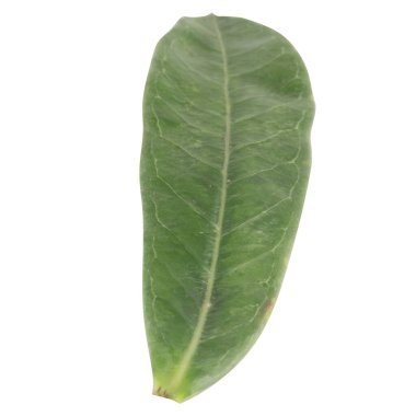 Yaprak koleksiyonu beyaz arkaplanda izole edildi.